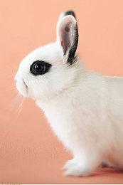 复古风2D解谜游戏《克劳斯·李—虎胆龙威》现已推出！